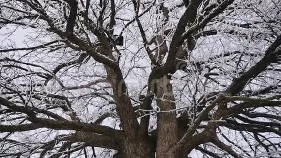 冬天又老又大的梨树视频的预览图