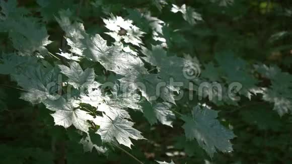 随风摇曳的枫树绿叶视频的预览图