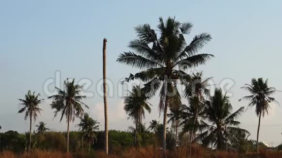 在泰国各省椰子树随风摇曳视频的预览图