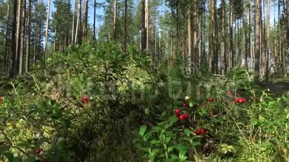 在树林里吃蔓越莓成熟的红莓生长在青苔上的松林中视频的预览图