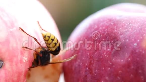 欧洲大马蜂吃成熟甜可口的苹果用水果喂养黄蜂昆虫破坏收获视频的预览图