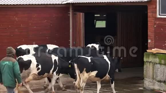 奶牛进入养殖场的牛棚视频的预览图