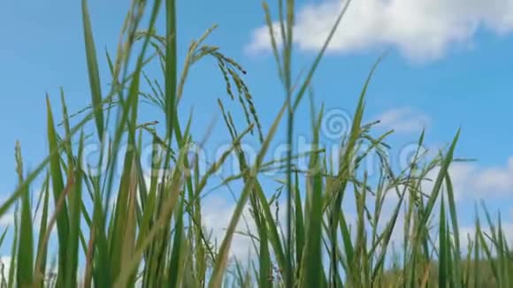 稻田里的一口米饭水稻上干燥的剥壳种子的特写镜头在蓝天的映衬下美丽成熟视频的预览图