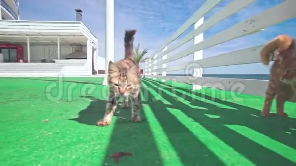 住在海边酒店附近的流浪猫视频的预览图