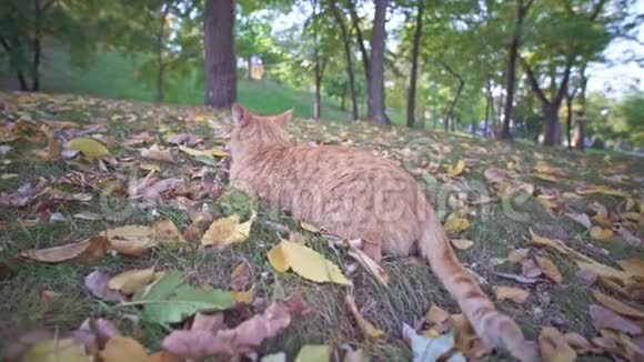 愤怒的橙色流浪猫在一个夏天阳光明媚的日子里坐在乌克兰的敖德萨城市公园里放松视频的预览图