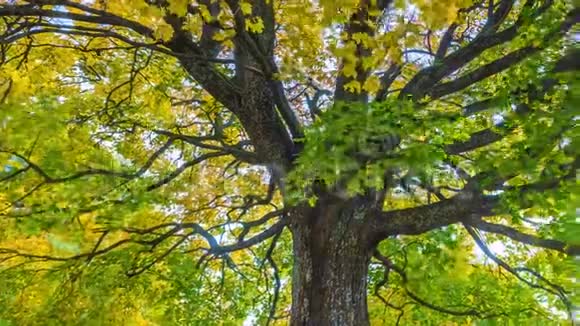 4K秋景随橡树的推移秋天公园里五颜六色的树叶视频的预览图