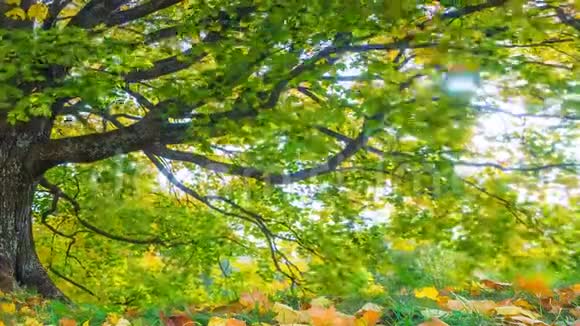 用橡树4秋天景观的K时移秋天公园里五颜六色的树叶视频的预览图