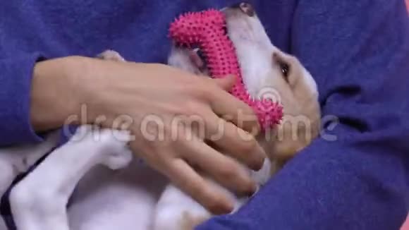 男人抱着小狗玩狗咬骨头玩具与家庭宠物娱乐视频的预览图