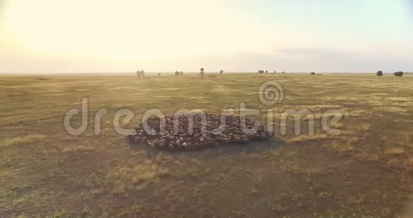 乌克兰草原上羊群的旋转镜头视频的预览图
