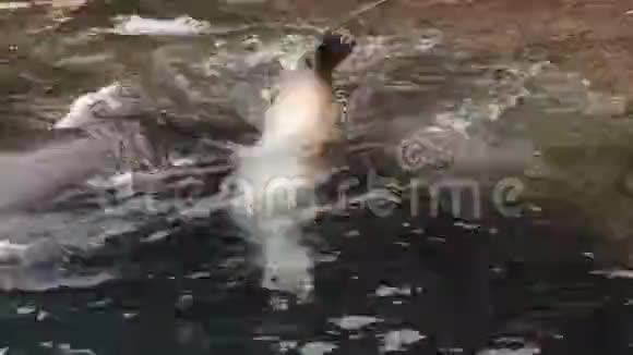 可爱的海豹在玩水视频的预览图