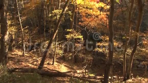 秋天森林的潘视频的预览图