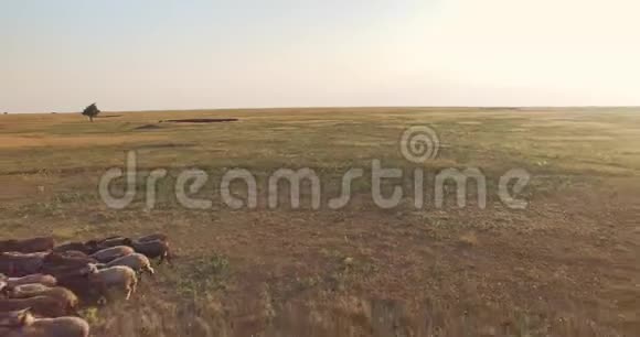 空中摄像机在乌克兰草原的羊群上向后移动视频的预览图