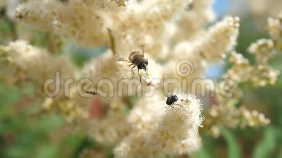蜜蜂和一只树枝上的苍蝇从树上的白花中采集花蜜特写镜头昆虫采集盛开的花蜜视频的预览图