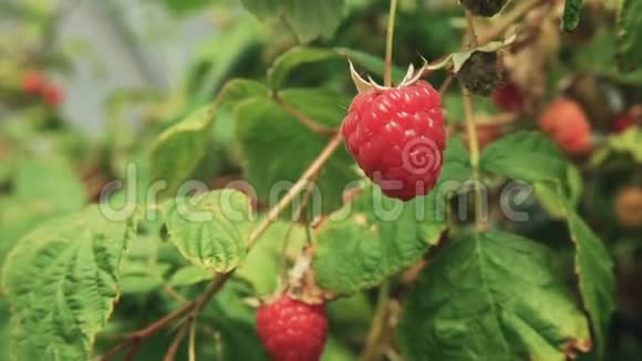 在塔斯马尼亚靠近成熟的红树莓视频的预览图
