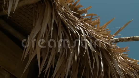 马来西亚Belum土著棕榈茅草屋顶视频的预览图