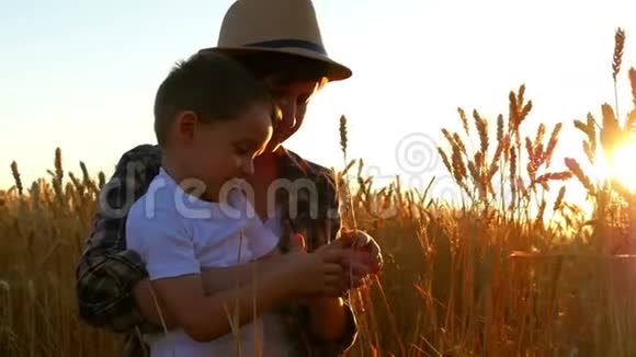 幸福的农民家庭幸福的母亲和她的儿子在田野里检查日落时的小麦小穗视频的预览图