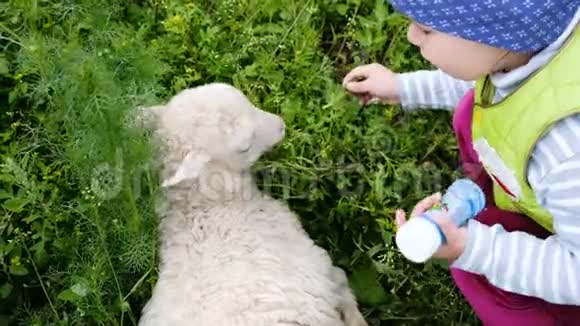 小朋友在村里玩一只小羊动作慢女孩喂羊羔视频的预览图
