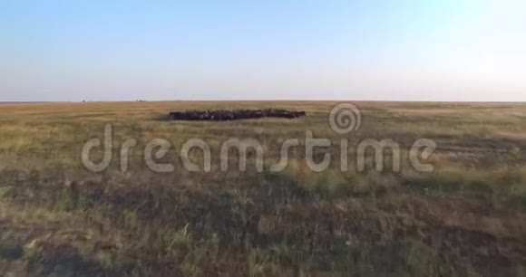 日落时分镜头在乌克兰草原的黑白羊群上向前移动视频的预览图