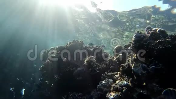 太阳光线在水下照亮珊瑚礁慢动作视频的预览图