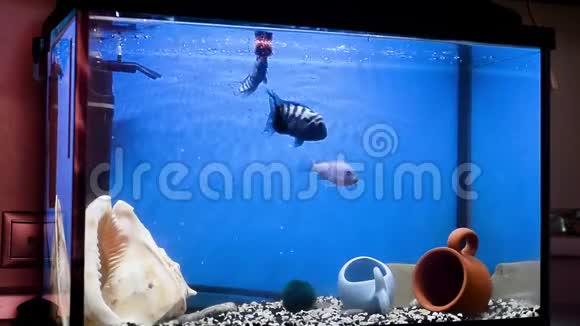 在水族馆的蓝色水中游泳的是青绿色和黑色条纹的马拉维水族馆喂血虫视频的预览图