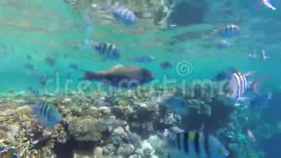 喂红海彩鱼漂浮在珊瑚礁附近的彩色鱼慢动作视频的预览图