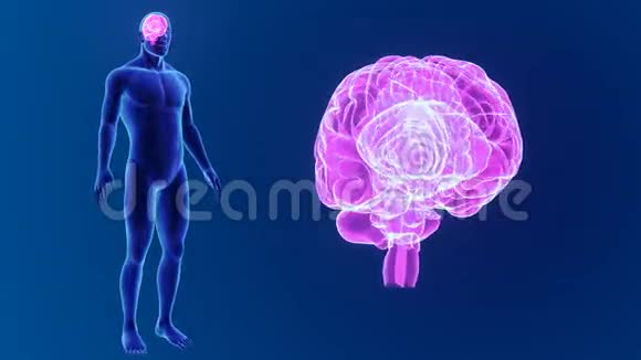 人的大脑与身体缩放视频的预览图