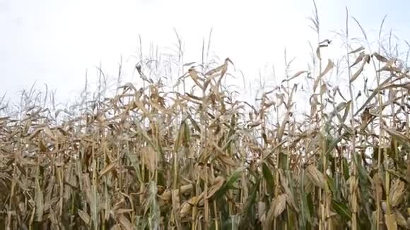 充满活力的玉米在风中视频的预览图