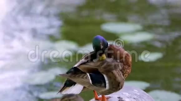 靠近河边的可爱的彩色鸭子美丽的自然背景视频的预览图