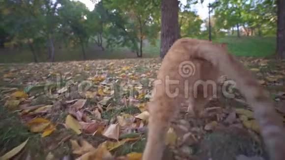 乌克兰敖德萨市公园一只橙色流浪猫的冒险视频的预览图