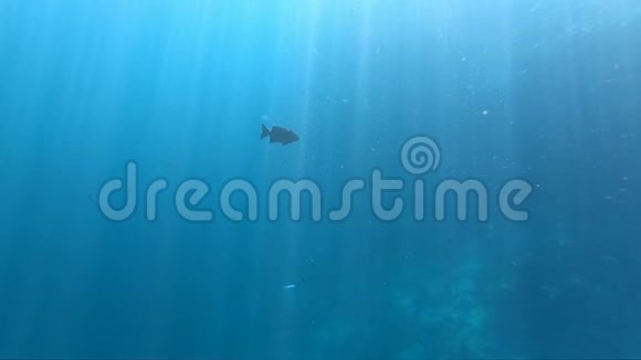 蓝色的海水有鱼被太阳射线穿透海上行动视频的预览图