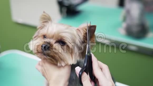 整理者用剪刀把头发贴在狗耳朵上约克郡宠物美容店视频的预览图