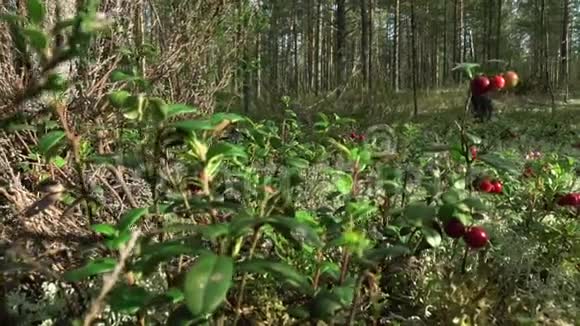 在树林里吃蔓越莓成熟的红莓生长在青苔上的松林中视频的预览图
