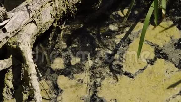 藻类在水中开花流体流动污泥漂流木无人视频的预览图