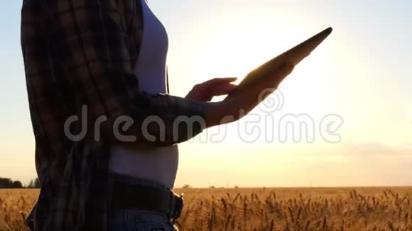 日落时一个带着平板电脑在麦田上的女农民平板电脑是特写的视频的预览图