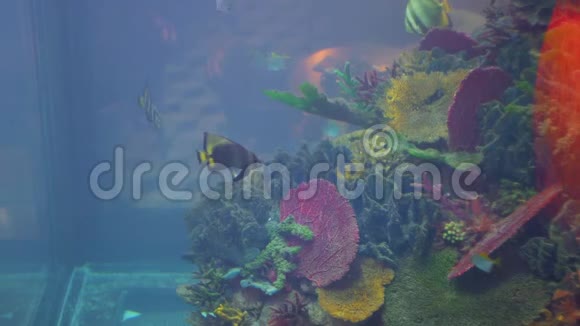 鱼在水族馆里游泳美丽的鱼海洋馆视频的预览图