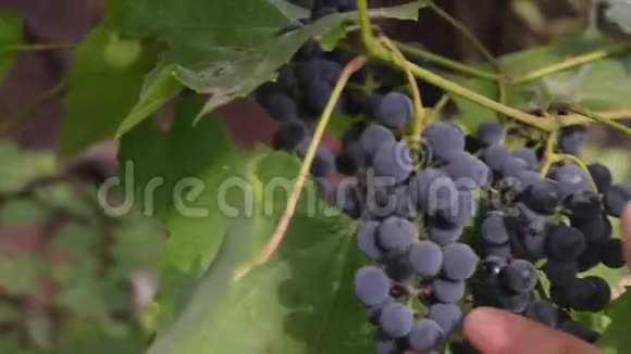 农民在秋天检查成熟的葡萄视频的预览图