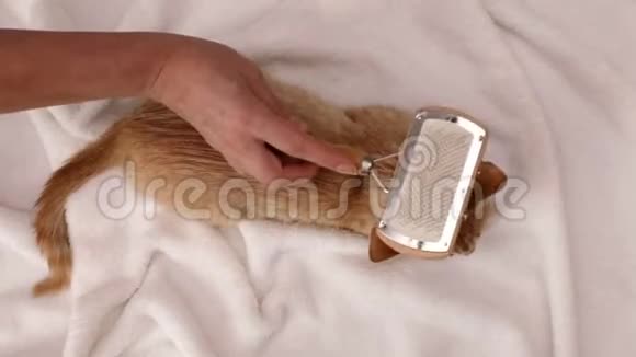 女人的手刷一只橘黄色的小猫毛顶视图视频的预览图