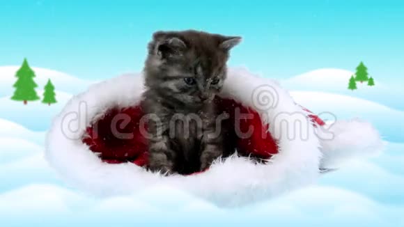 美丽的圣诞猫温柔地伸出爪子戴着圣诞老人的红色帽子视频的预览图