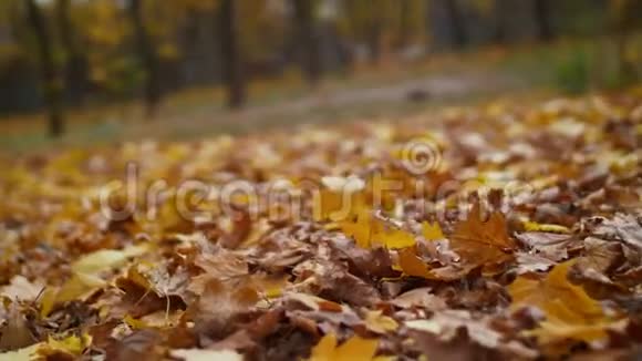 五颜六色的秋天落叶在地上视频的预览图