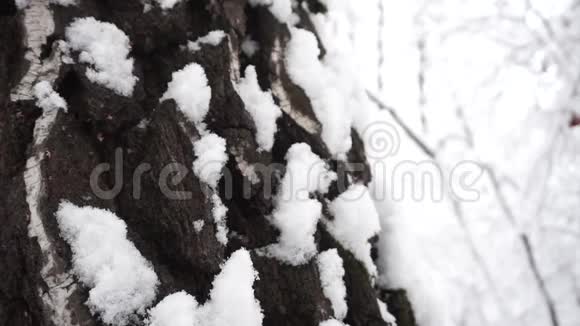 冬天森林里桦树树皮上的雪盘下去视频的预览图