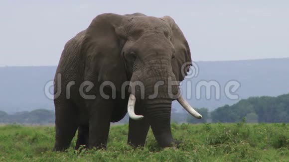 大象吃草视频的预览图