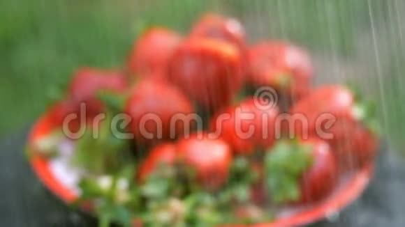 大红色成熟草莓正在倾盆大雨或从喷雾器视频的预览图