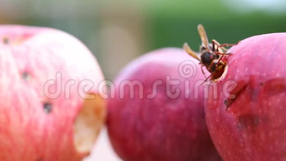 欧洲大马蜂吃成熟甜可口的苹果用水果喂养黄蜂昆虫破坏收获视频的预览图