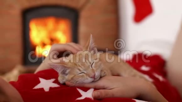 橙色的小猫在圣诞节的时候睡在女人的胸部中等接近视频的预览图