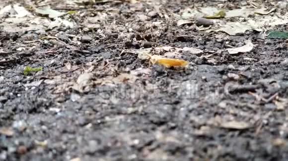 小黄蛾落在秋天的地上视频的预览图