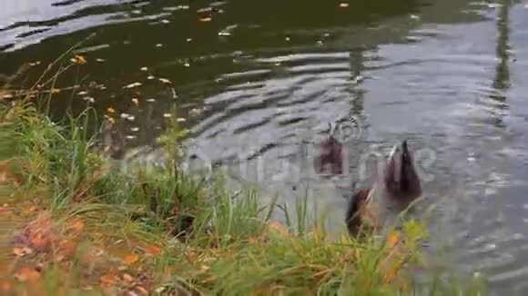 一群鸭子在城市池塘里游泳视频的预览图