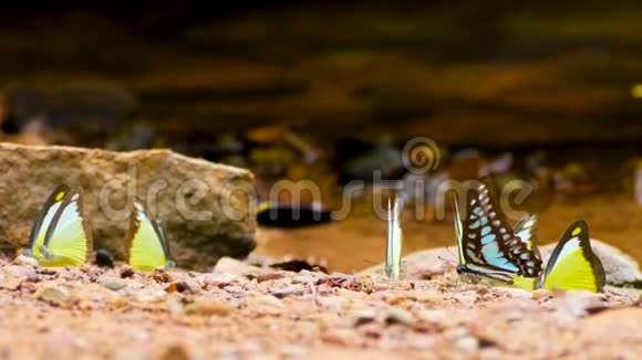 4K一群五颜六色的蝴蝶在地上移动蝴蝶的翅膀在大自然中在河边飞翔选择性地聚焦视频的预览图