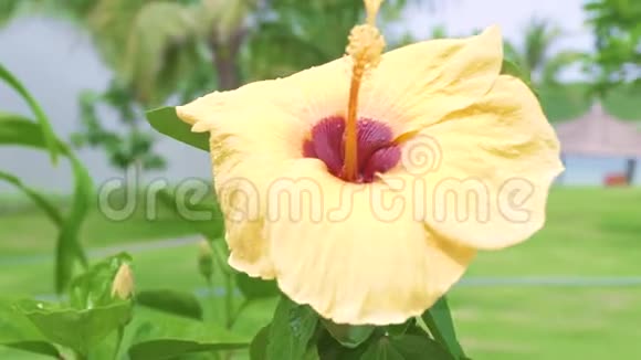 花开黄芙蓉和绿叶近绿叶背景上的木槿花热带视频的预览图