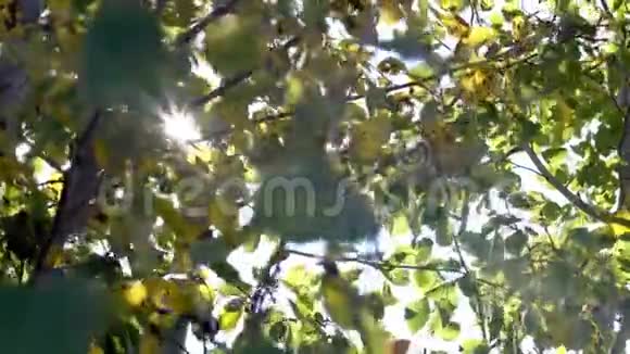 太阳在树木中旋转视频的预览图