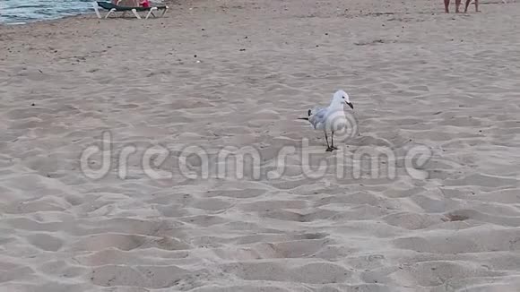 一只海鸥慢慢地沿着海滩走视频的预览图